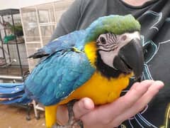 golden blue Macauo piar for sale