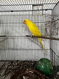 yellow parrot red eyes| yellow ring neck| pair