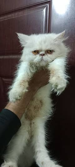 Persian Near To peke Female Cat 0