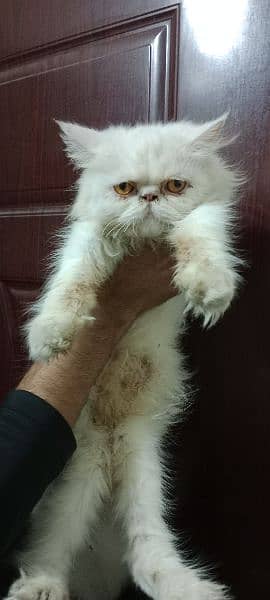 Persian Near To peke Female Cat 1