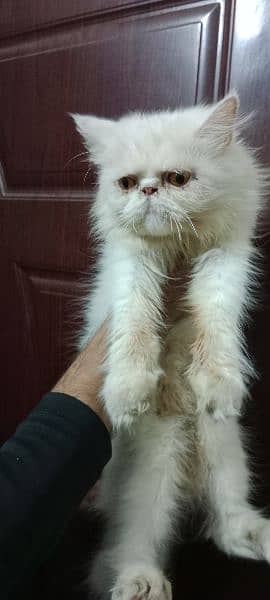 Persian Near To peke Female Cat 2