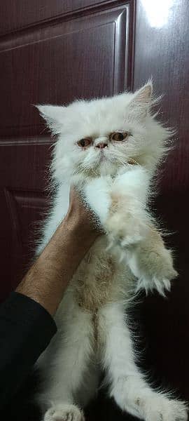 Persian Near To peke Female Cat 4