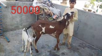 Goats 6 available Sath bache b h urgent sale