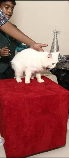 White 1 year old double coat Persian Cat