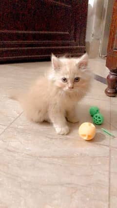 Persian cat male kitten 2 months old