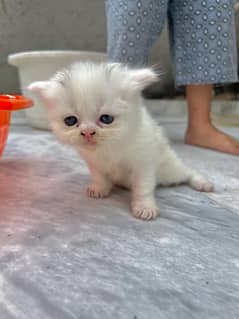 triple coat blue eyes persian kittens