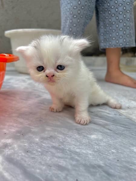 triple coat blue eyes persian kittens 0