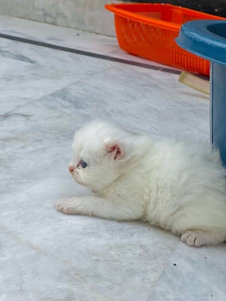 triple coat blue eyes persian kittens 1