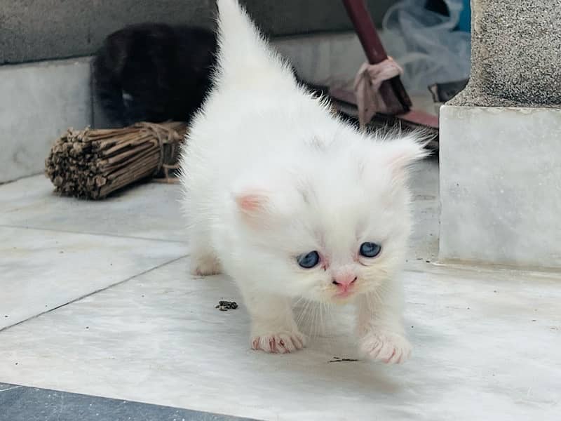 triple coat blue eyes persian kittens 3