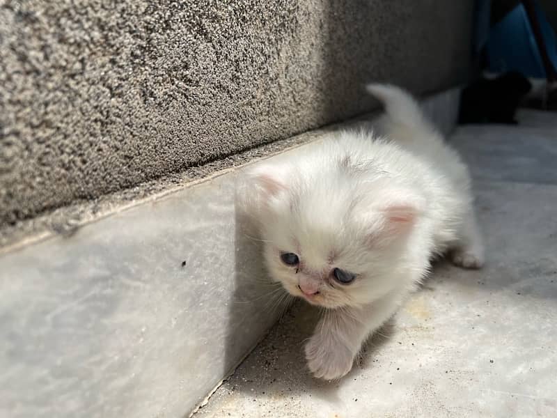 triple coat blue eyes persian kittens 4