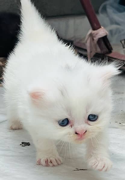 triple coat blue eyes persian kittens 6