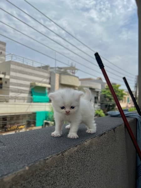 triple coat blue eyes persian kittens 7