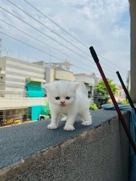 triple coat blue eyes persian kittens 8