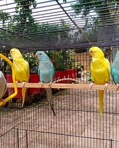 yellow. blue, skyblue parrots pair for sale 0