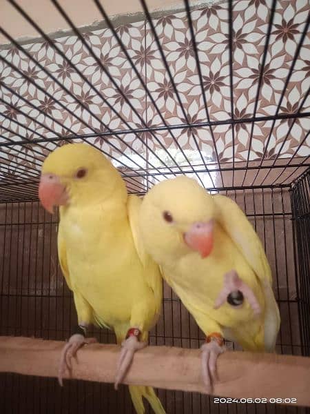 yellow. blue, skyblue parrots pair for sale 1