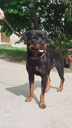 Rottweiler female for sale