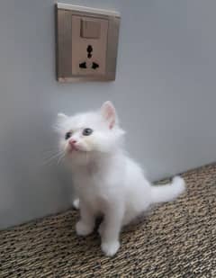 Male Kitten