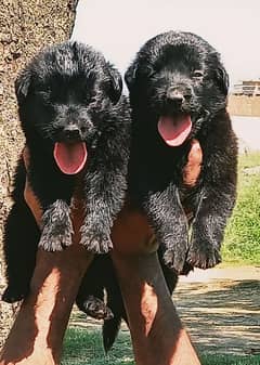 black German Shepherd puppies for sale