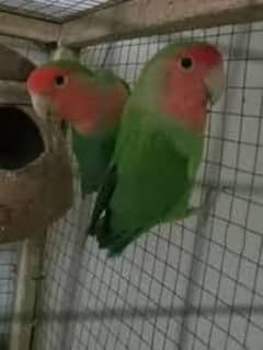 Peach Face Parrot