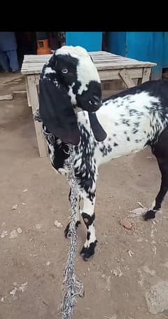 bakri