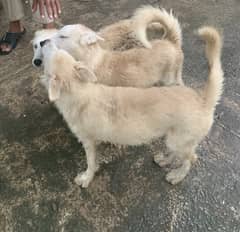 Syberian Husky Puppies with thick woolly coat