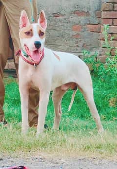 paver kohati gultair male for sale age 7 month