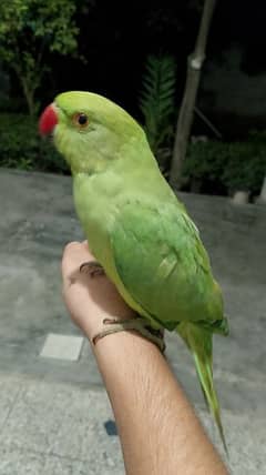 Green parrot