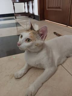 Beautiful and Friendly Female Cat!