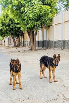 Long cot gemrn shepherd male age 11 monht