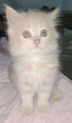 Persian male female kitten age 45 days old