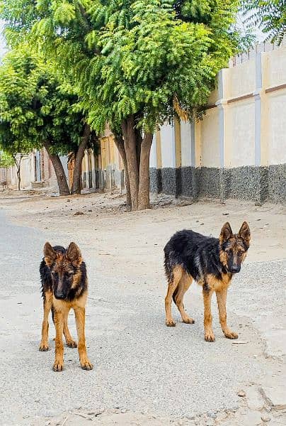 long cot gemrn shepherd male age 12 monht 0