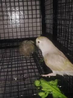 cockatiels, love birds, cages for sale