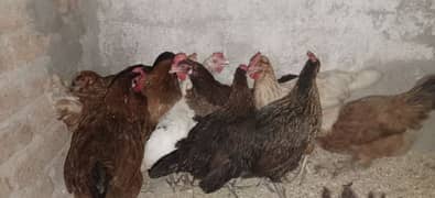 golden misri Desi hen