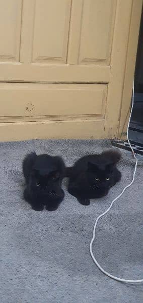 black Persian Black Persian Kitten available 1