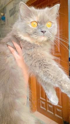 Grey Persian Cat