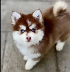 husky