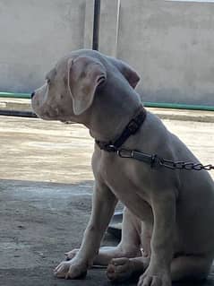 Pitbull female