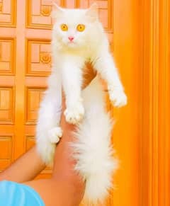 cute similar punch Persian