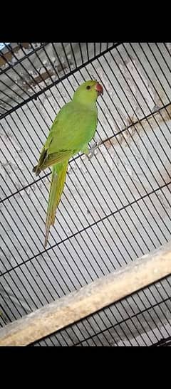 birds green parrot