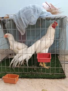 Indian parrot beak per egg 13000. hazar  Watts up number 0319 0269293