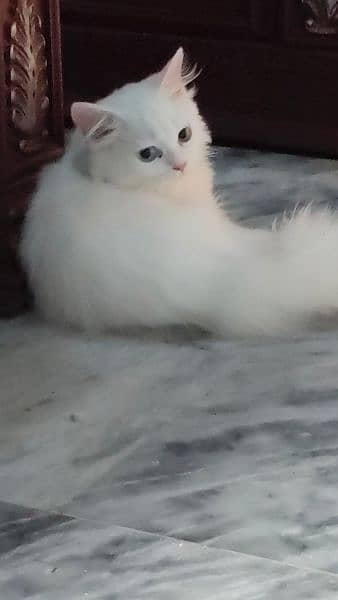 female cat 5 month 3