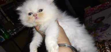 Persian Kittens  blue eyes punch face 0