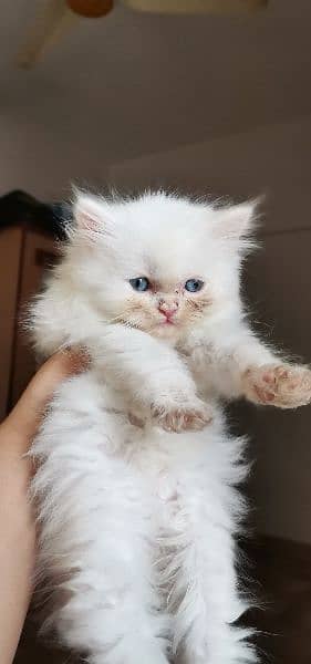 Persian Kittens  blue eyes punch face 1