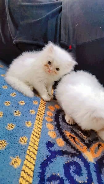 Persian Kittens  blue eyes punch face 2