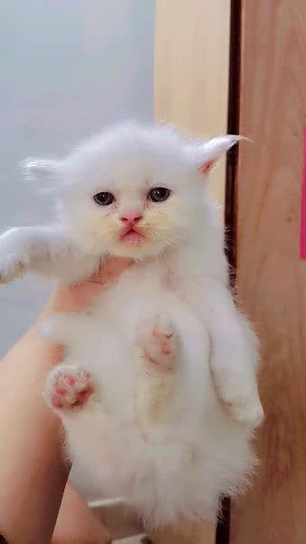 Persian Kittens  blue eyes punch face 3