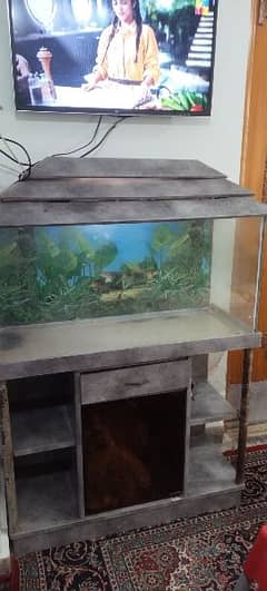 Fish Aquarium