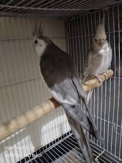 Cockatiel parrot