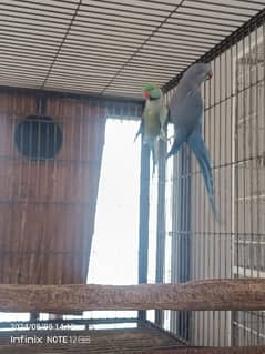 ringneck, grey parrot,raw