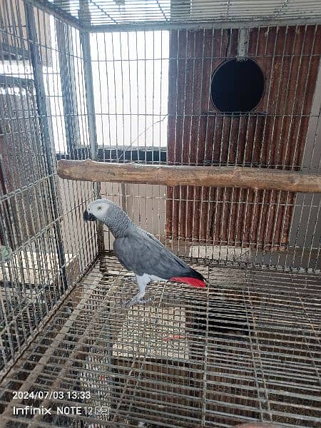 ringneck, grey parrot,raw 4