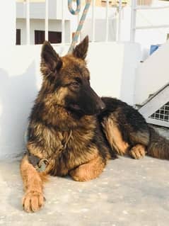 female German Shepherd for sale 03323776356